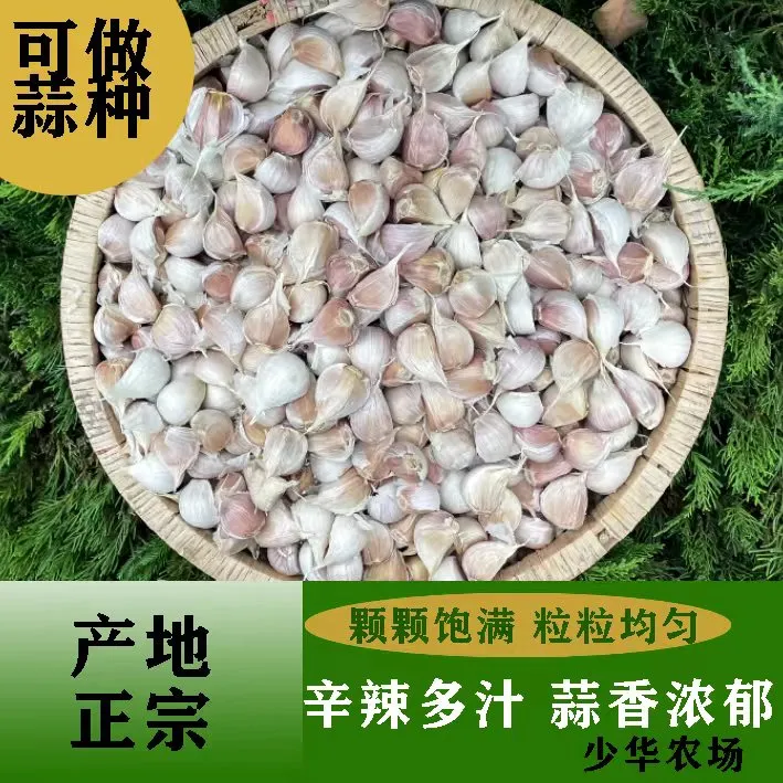 【大蒜】苍山大蒜今年新干蒜1斤装3斤5斤装可食用腌制大蒜瓣