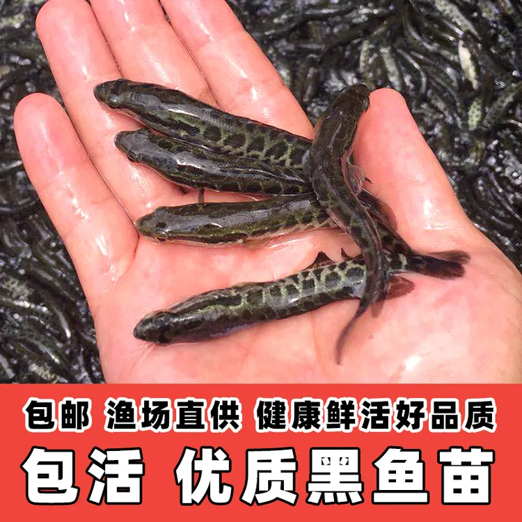 宠物观赏鱼 黑鱼 乌鱼 生鱼 淡水水族活体