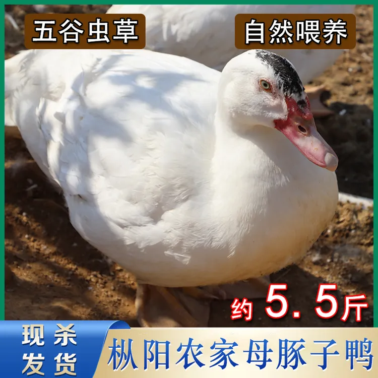 铜陵枞阳特产现杀农家散养新鲜整只公母豚子鸭番鸭土鸭子约5-10斤