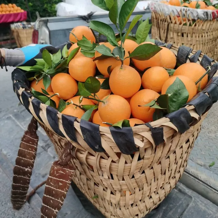 产地现摘橙子新鲜10斤禧橙缘脐橙正宗甜产地直发