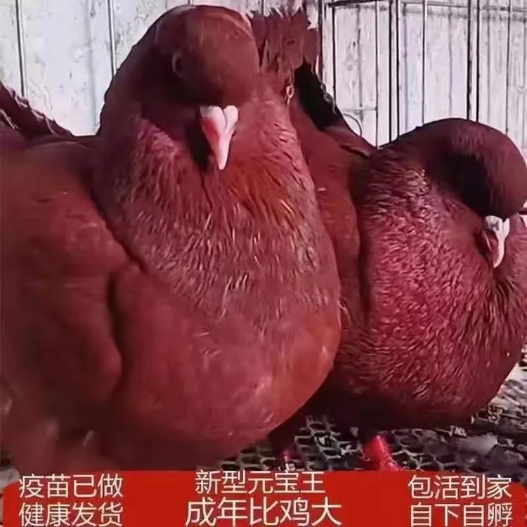 元宝鸽正宗元宝鸽大体元宝鸽公斤鸽观赏鸽种鸽一对活物纯种元宝鸽