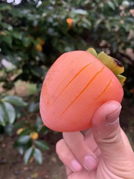 【顺丰包邮放软可食】富平大尖柿5斤可做柿饼的柿子非临潼火晶柿子