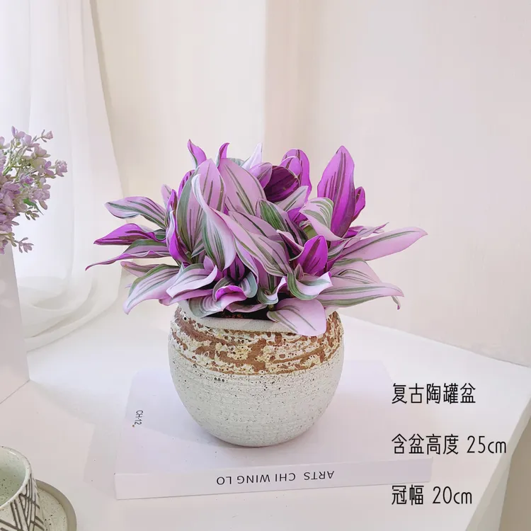 油画婚礼吊兰老桩变色梦幻紫色爆盆养观叶花卉绿植盆栽好养易活