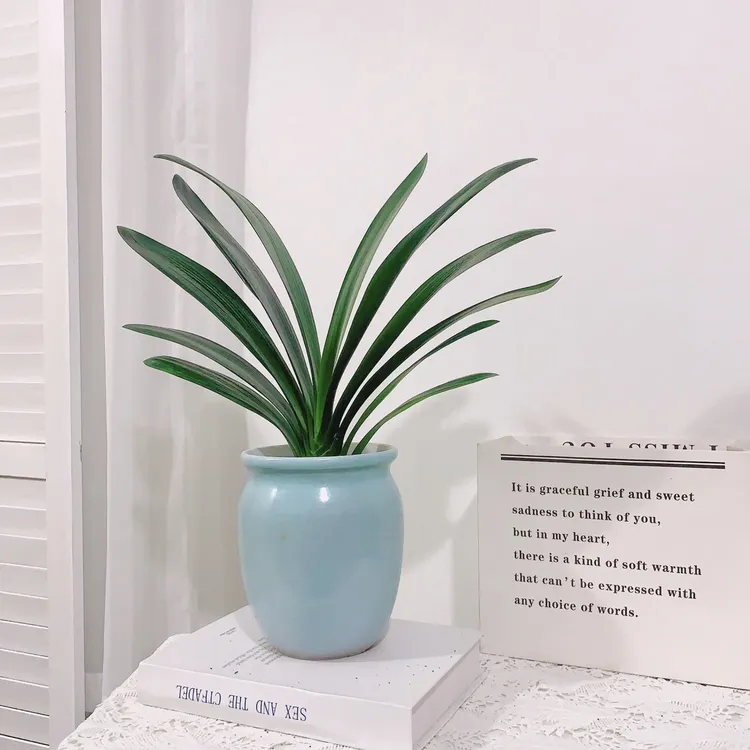 君子兰开花精品五年苗新手小白退货桌面绿植盆栽花卉室内观叶绿植