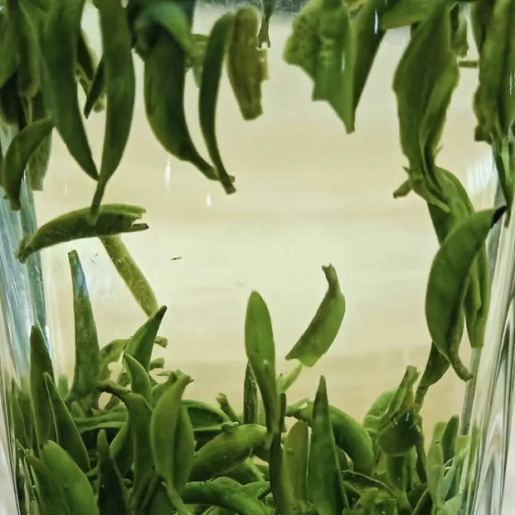 2024年新茶雀舌高碎