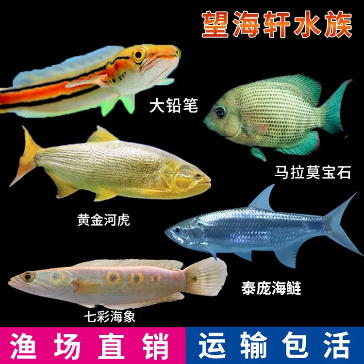 大铅笔鱼雷龙热带淡水观赏鱼儿猛鱼黄化铅笔鱼多曼养殖