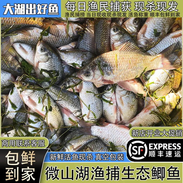 微山湖生态鲫鱼新鲜活鱼现杀淡水生态鲫鱼炖汤商用顺丰发货