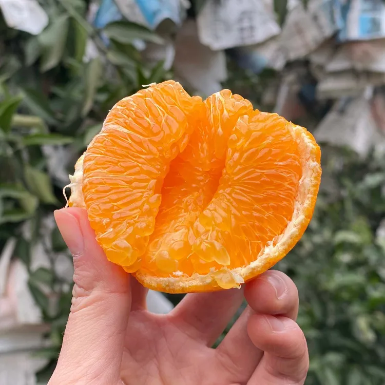 【文文邹耙耙柑】正宗四川春见耙耙柑2-8斤手剥橘粑粑柑丑橘当季果