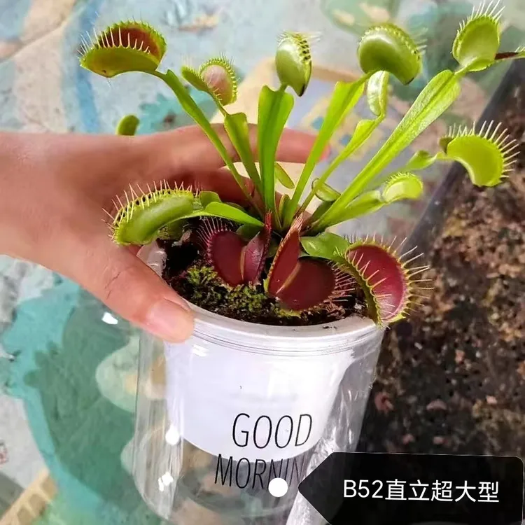 【大型超大食虫植物】捕蝇草食人花食蝇草耐高温室内室外水培盆栽