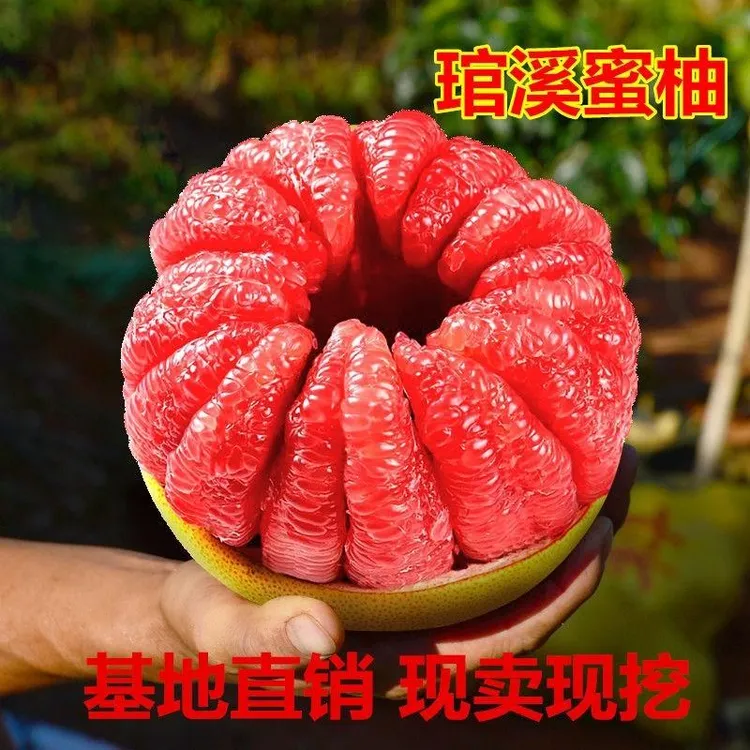 嫁接柚子树苗红心蜜柚三红蜜柚南北方种植盆栽地栽果树苗当年结果