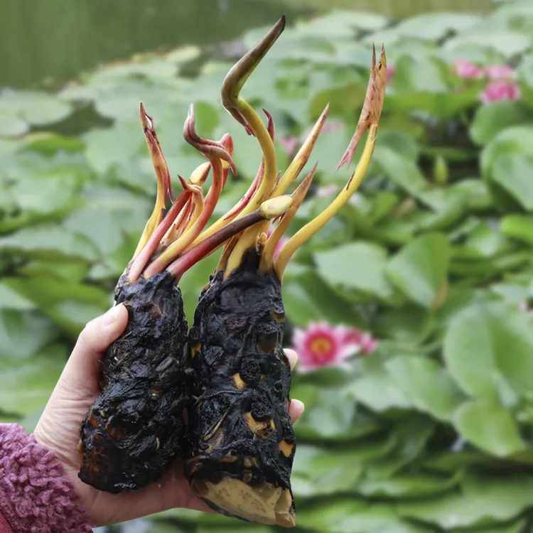 大睡莲根块池塘睡莲花 水培植物颜色随机发春季夏季阳台庭院栽培