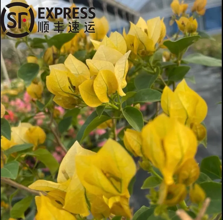 【绿叶浅黄】三角梅高80CM-100CM（原盆原土带花苞发货）顺丰包邮