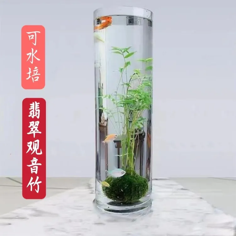 观音竹米竹苔藓球盆栽富贵竹盆景禅意茶室雅室内桌面绿植盆栽