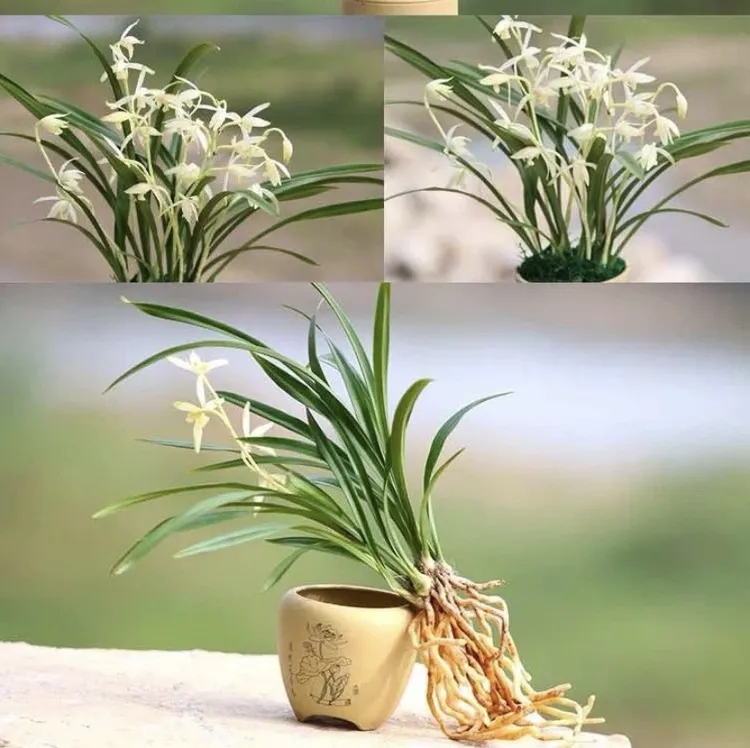 建兰青山玉泉带花苞兰花苗四季兰