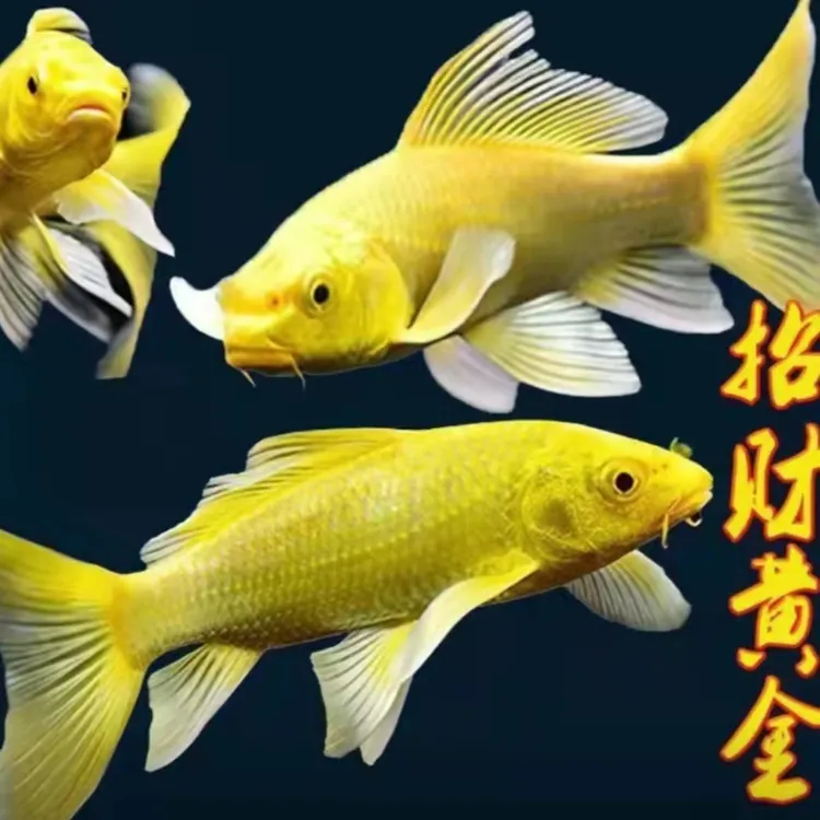 黄金锦鲤观赏鱼冷水鱼淡水鱼活体好养耐活锦鲤鱼渔场直销包开箱