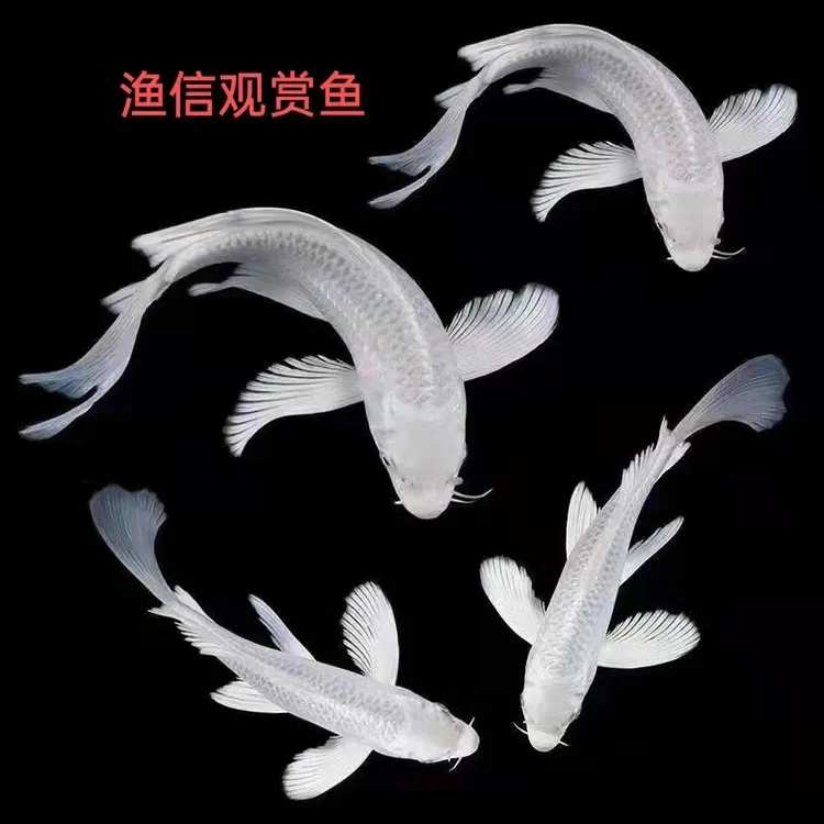 白金蝴蝶锦鲤鱼水族活体单色鲤白金龙凤观赏鱼锦鲤耐活淡水鱼活鱼