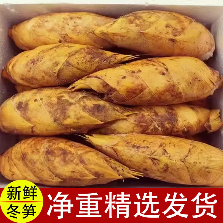 冬笋竹笋新鲜江西冬笋特产新野生黄泥冬笋新鲜现挖火锅食材鲜嫩笋