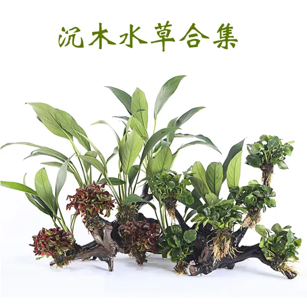 水草沉木淡水植物鱼缸绿植无土水草增氧懒人水草套餐新手易养