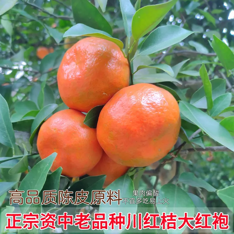 苌公禾【郡家】正宗老树古红橘川红桔大红袍鲜果高品质川陈皮原料