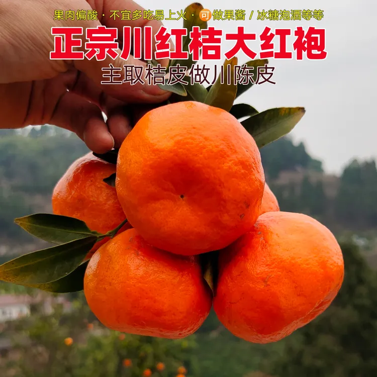苌公禾【郡家】正宗老品种大红果新鲜川红桔大红袍高品质川陈皮