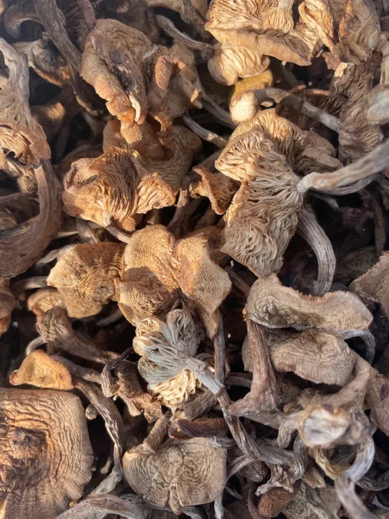 东北野生榛蘑小鸡炖蘑菇