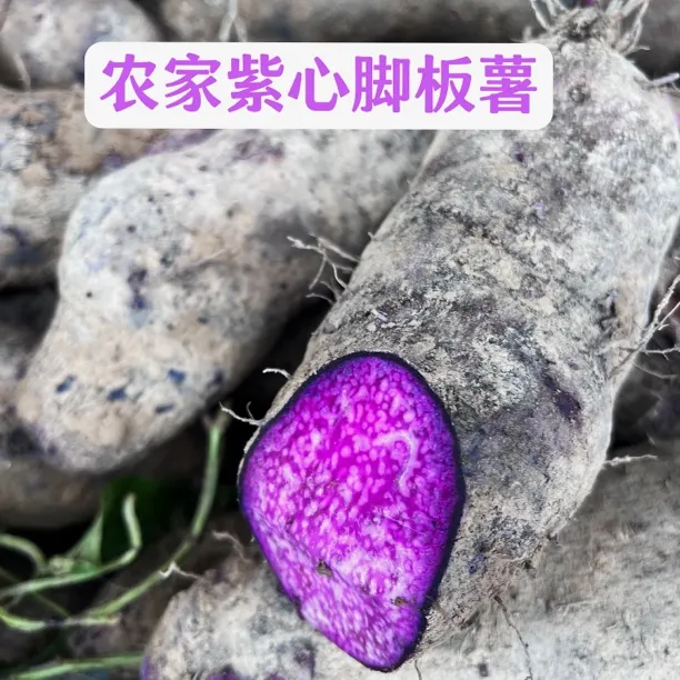 江西赣南农家脚板薯毛薯农家自种可吃可种