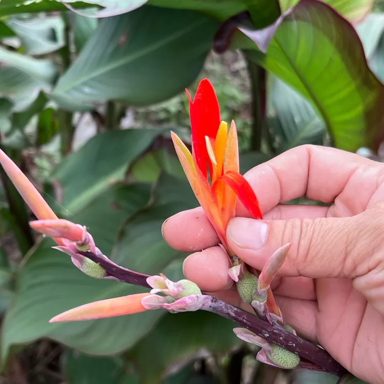 江西赣南农村自种正宗刷粉芋粉蕉芋粉芭蕉芋粉手工制作