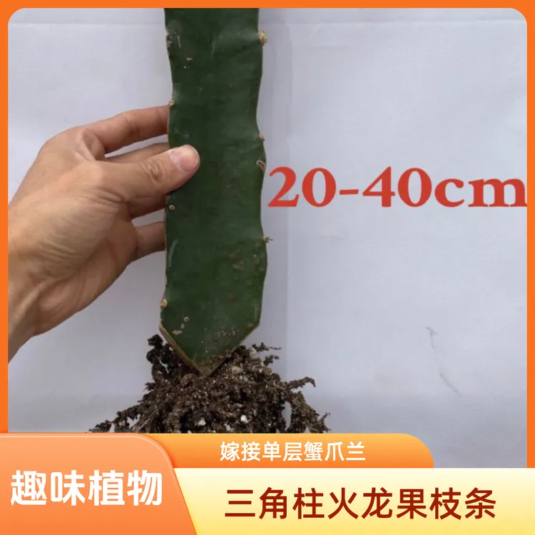 20-40cm/三角柱火龙果仙人掌科绿植/嫁接单层蟹爪兰用