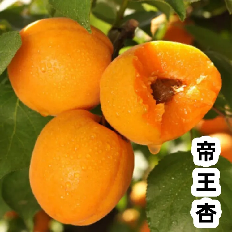 直播杏树果苗嫁接大帝王杏苗杏子苗树杏树活苗大树南北方果树果苗