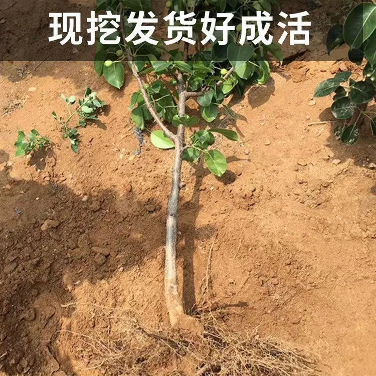 梨树苗树苗果树苗南方北方种植庭院盆栽地栽水果苗