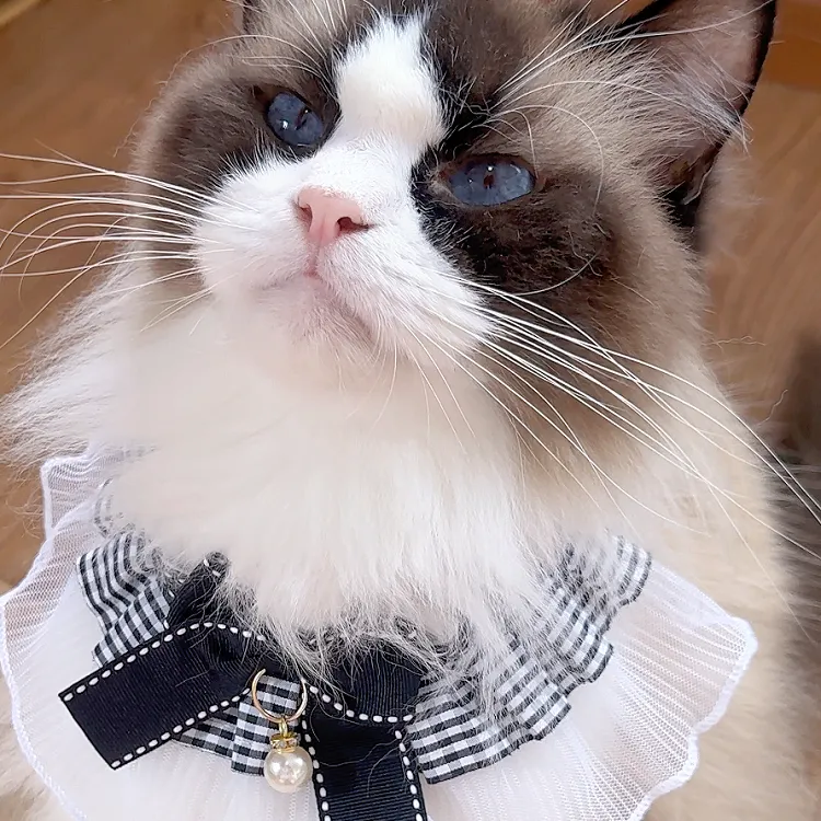 夏季宠物口水巾蕾丝蝴蝶结装饰拍照可爱