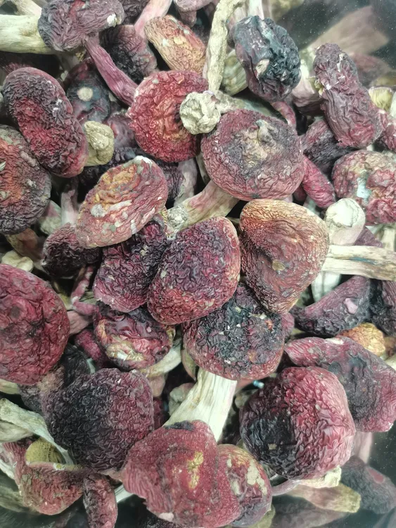 云南野生红菇干货正宗红菇红菌红椎菌野生菌红蘑菇