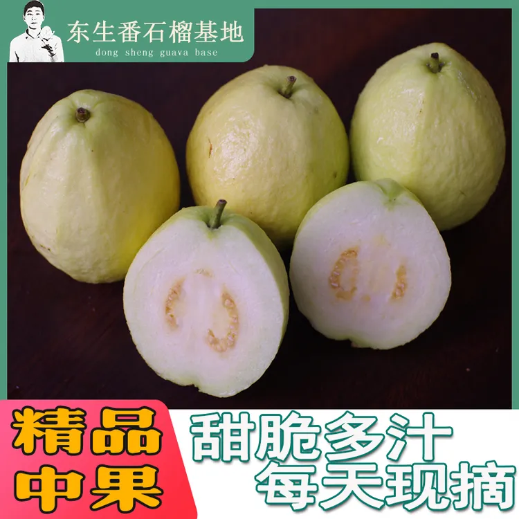 东生番石榴甜脆高山台湾芭乐中果4-6两单果 3-8斤顺丰快递现发