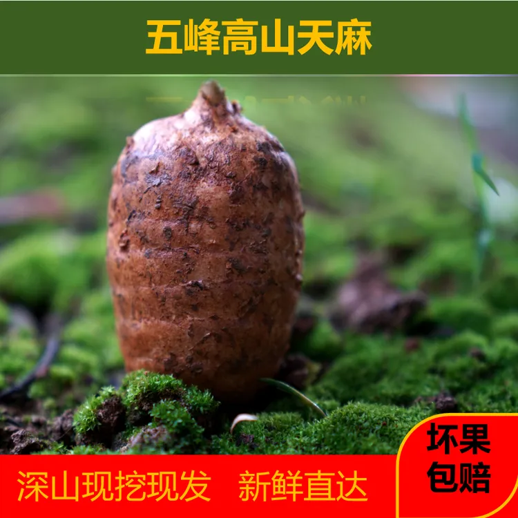 新鲜包邮买3送半买4送1仿野生生态种植产地直发天麻鱼头汤