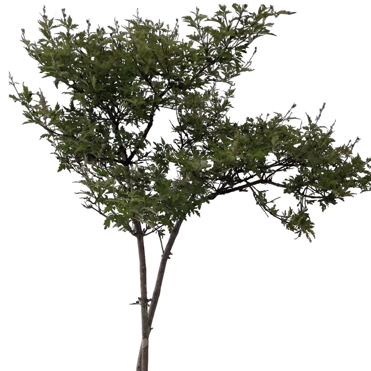 太行山小叶黄荆盆景绿植热卖盆景植物