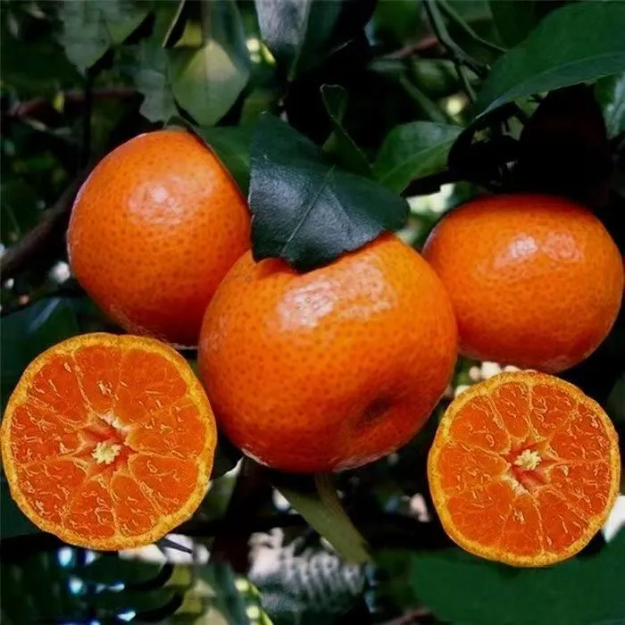 湖南石门柑橘早熟蜜桔橘子水果清甜多汁果园现摘现发3斤5斤9斤装