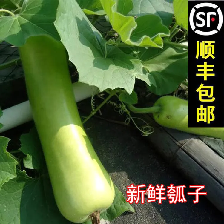 安徽无为农家自种胡子瓠子现摘蔬菜瓠子瓜蒲瓜葫芦瓜新鲜瓠瓜3斤