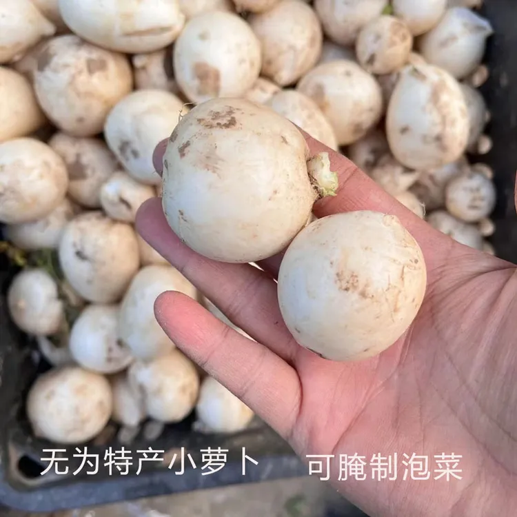 安徽无为特产新鲜蔬菜白萝卜小圆白萝卜可腌制萝卜干水萝卜3斤5斤