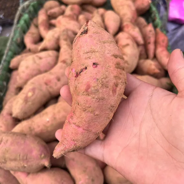 安徽无为特产新鲜红薯板栗红薯白心红薯现挖现发本地山芋包邮