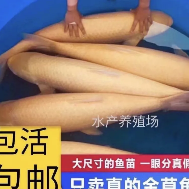 【正品包装】大尺寸20公分俄罗斯金丝草鱼可吃草水族活体观赏鱼