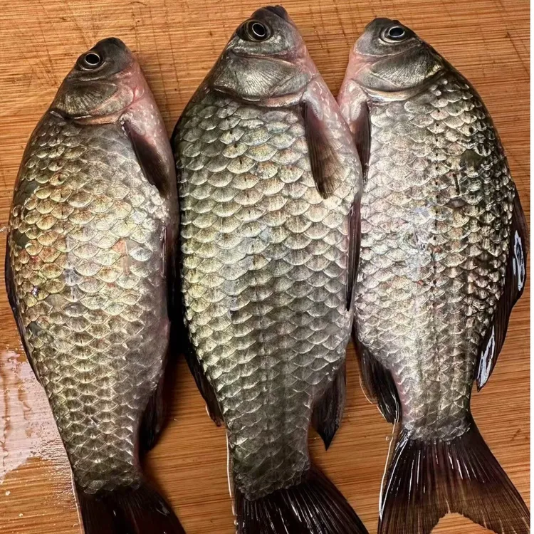 鲫鱼 野生鲫鱼 顺丰快递保鲜微山湖区食用新鲜正宗野鲫鱼月子煮汤