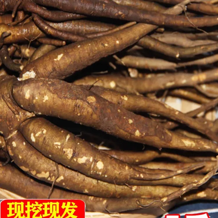云南新鲜当归现挖甜西归菜当归蔬菜批发煲汤食材料现挖现卖甜当归
