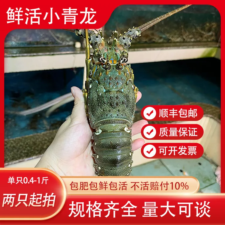 鲜活生猛小青龙龙虾特精品鲜嫩海鲜水产新鲜到家澳洲新鲜捕捞