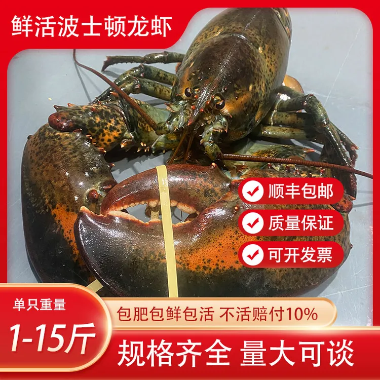 波士顿进口鲜活发货现货活体发出特大龙虾顺丰包邮大龙虾特卖龙虾