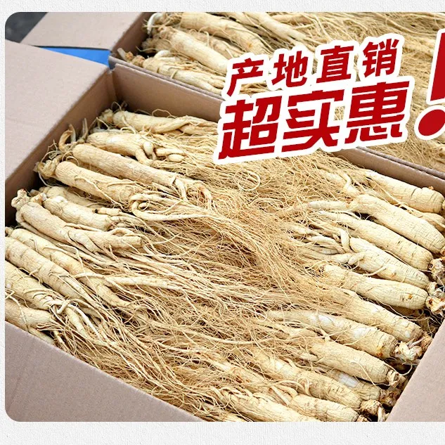 干人参 白参 生晒参 吉林特产泡酒煲汤炖长白山滋补食用保鲜参