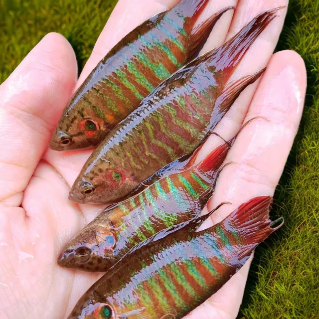 中国斗鱼活鱼普叉尾不换水小型观赏鱼菩萨花手巾好耐养的淡冷水鱼