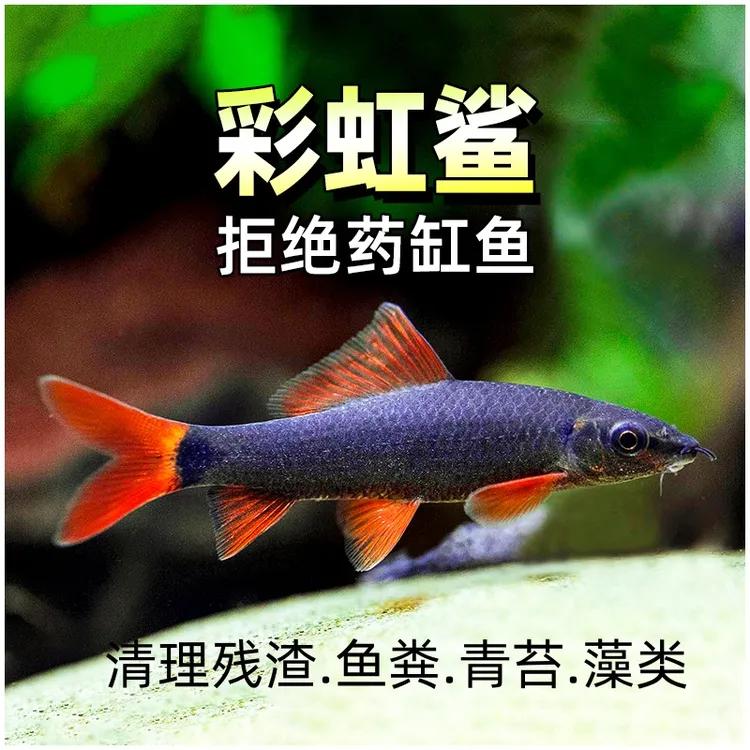 清道夫彩虹鲨清洁鱼热带鱼淡水鱼观赏鱼灯科鱼小型鱼工具鱼