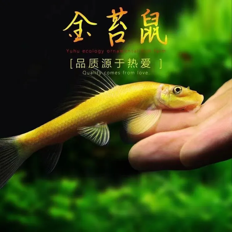 清苔鼠金苔鼠鱼热带观赏鱼清道夫鼠鱼鱼缸除藻鱼清洁鱼活鱼工具鱼