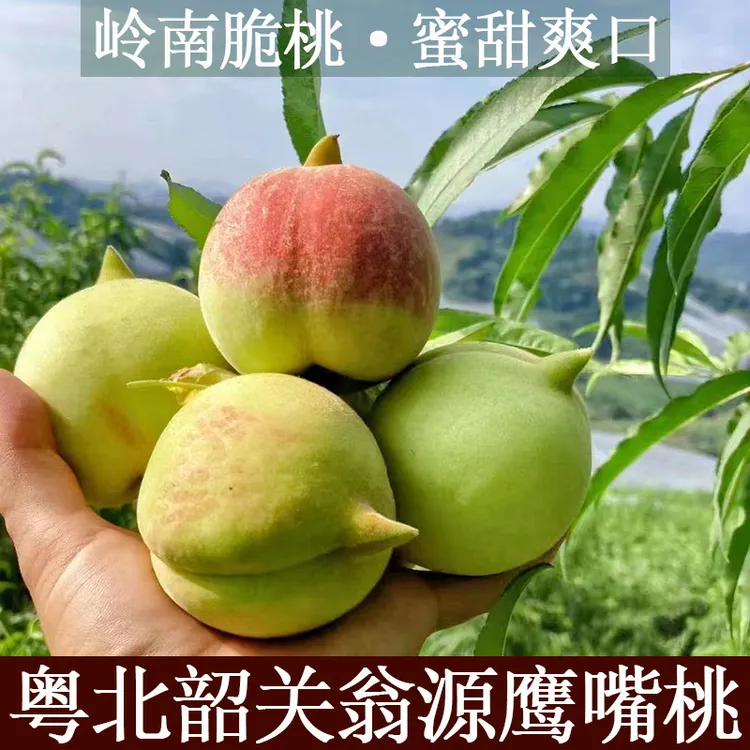 翁源鹰嘴桃蜜桃韶关鹰嘴桃大鹰嘴桃非连平上坪鹰嘴桃水蜜桃脆桃子