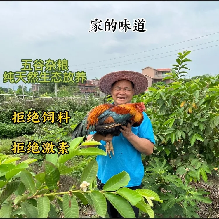 招牌生鲜大扇鸡310天以上 净含量4-7斤 正宗清远鸡，现杀生鲜发货。